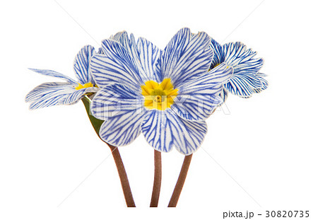 Primrose flower isolated 30820735