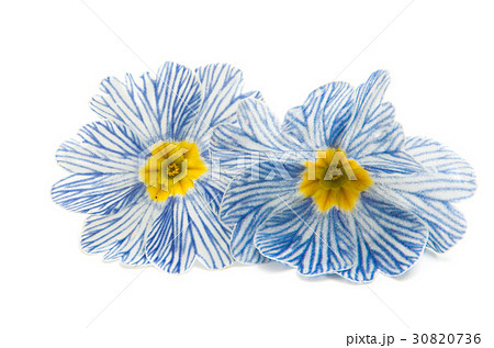 Primrose flower isolated 30820736