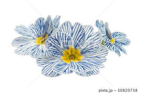 Primrose flower isolated 30820738