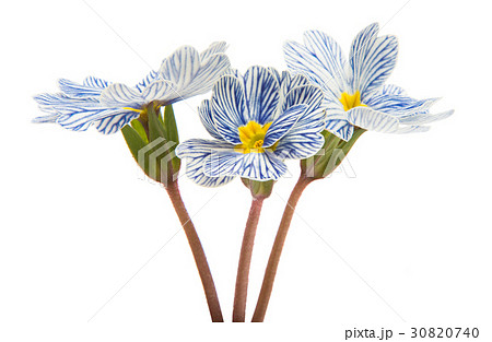 Primrose flower isolated 30820740