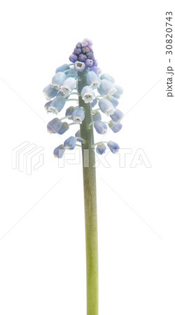 Bluebells flower (Grape Hyacinth armeniacum) 30820743