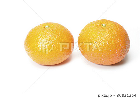 紅甘夏　白バック 30821254