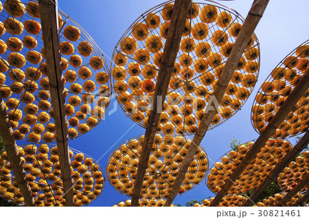 台湾 かき カキ 30821461