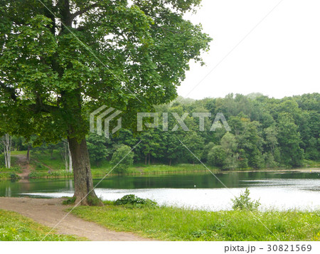tree at the lake tree at the lake 30821569