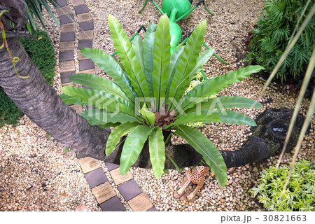 Bird nest fern, tropical fern growth on tree 30821663