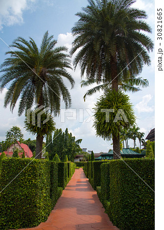 Walk way in garden and palm trees Walk way in garden and palm trees 30821665