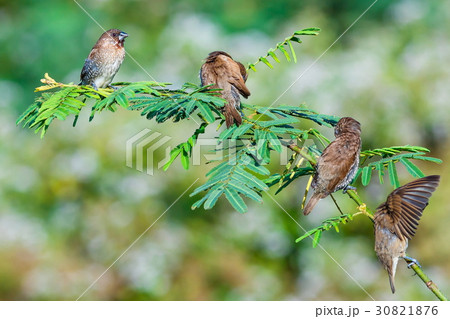 Scaly-breasted Munia (Lonchura punctulata) bird in 30821876