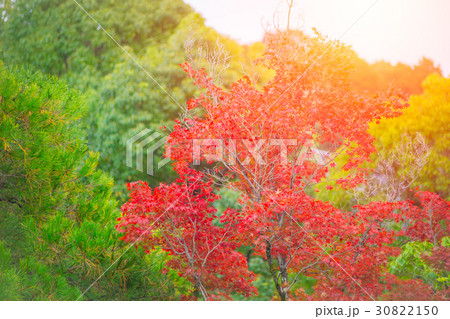 Japan red maple. Color of Nature Autumn Japan red maple. Color of Nature Autumn 30822150
