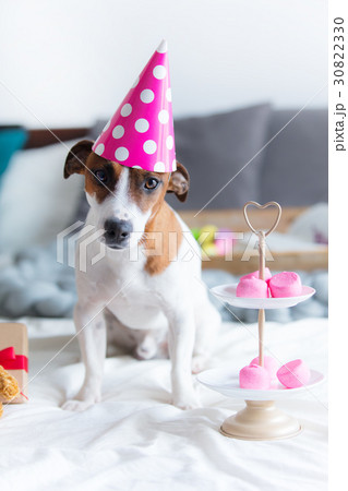 photo of cute jack russel terrier in Birthday hat 30822330