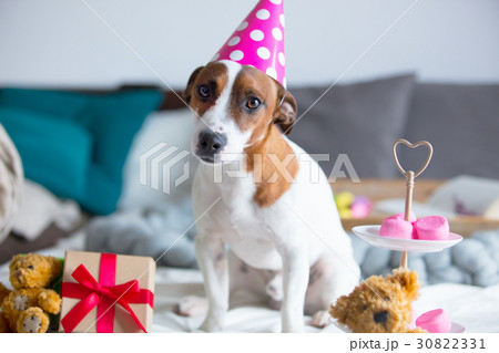 photo of cute jack russel terrier in Birthday hat 30822331