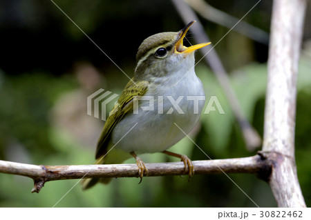 さえずるセンダイムシクイ さえずるセンダイムシクイ 30822462