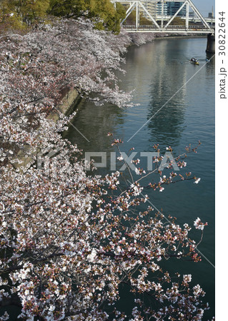 桜宮の桜 30822644