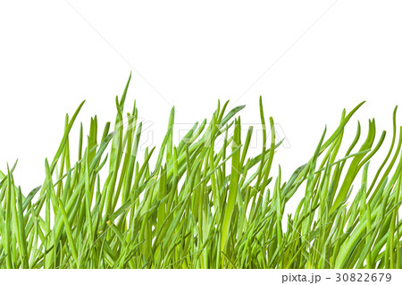 green onion on the white background green onion on the white background 30822679