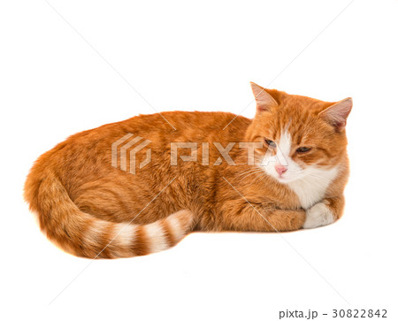 Red cat isolated Red cat isolated 30822842
