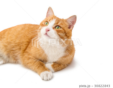 Red cat isolated 30822843