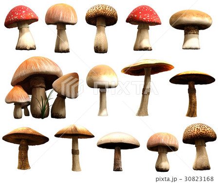Mushrooms Mushrooms 30823168
