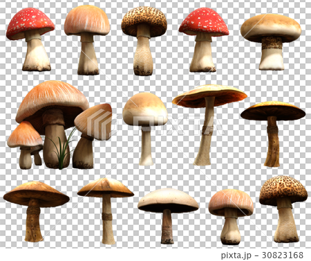 Mushrooms Mushrooms 30823168