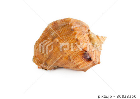 seashell isolated on white background 30823350