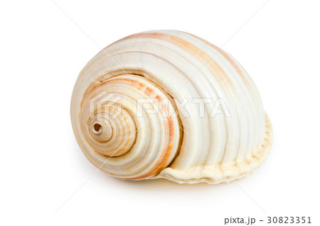 seashell isolated on white background seashell isolated on white background 30823351