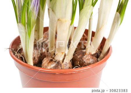Roots of a crocus isolated on a white background 30823383