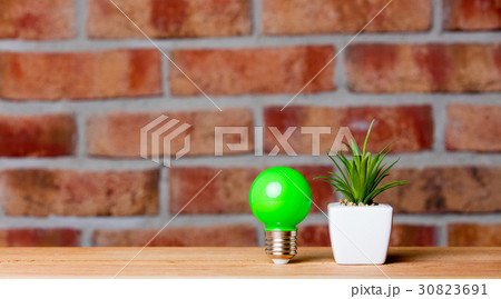 plant and bulb plant and bulb 30823691