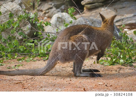 Red-necked wallaby, or Macropus rufogriseus 30824108