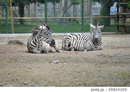 Two plains zebras, or Equus burchelli boehmi 30824109