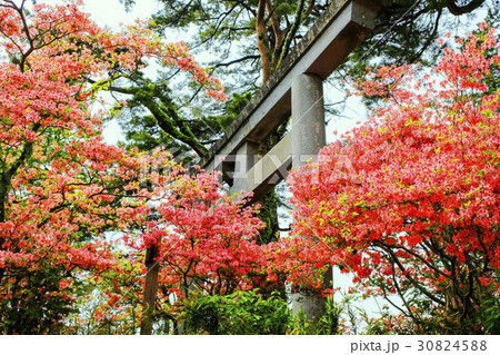 赤城神社鳥居と山躑躅 30824588
