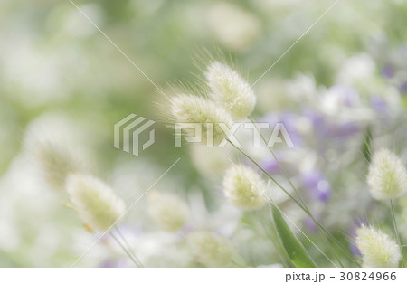 うさぎのしっぽみたいな植物 30824966