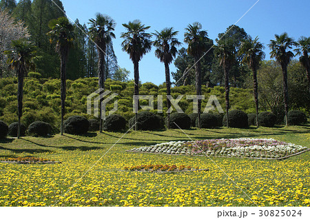 春の植物園風景 春の植物園風景 30825024