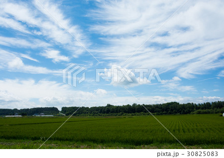 緑の水田と夏空 30825083