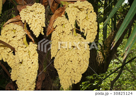 シュロの花　 30825124