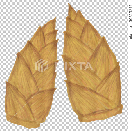 手描き 筍 たけのこのイラスト素材