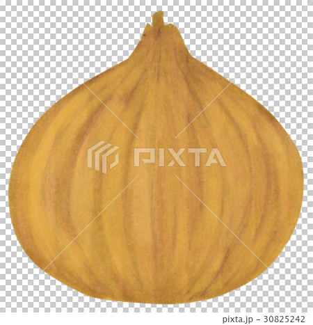 Hand-painted onion Hand-painted onion 30825242