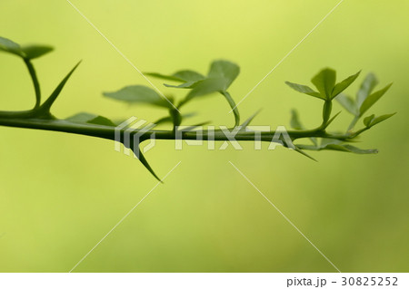 自然　植物　カラタチ、四月下旬。伸び始めた若枝の刺は柔らかく触れてもあまり痛くありません 30825252