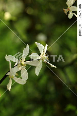 自然 植物 カラタチ、四月。若葉の展開よりすこし早めに大きな花を咲かせます 自然 植物 カラタチ、四月。若葉の展開よりすこし早めに大きな花を咲かせます 30825306