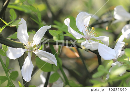 自然　植物　カラタチ、花の咲く期間は比較的長いようです 30825340
