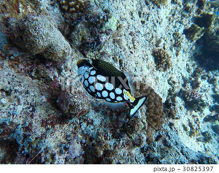 モンガラカワハギ モンガラカワハギ 30825397