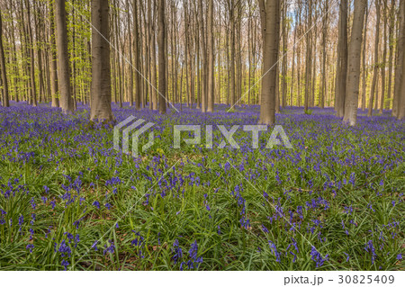 Nice blue forest 30825409