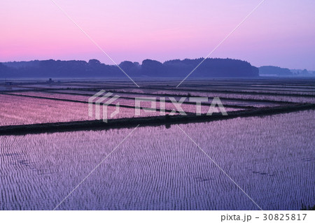 田植え後の水田の朝焼け 30825817