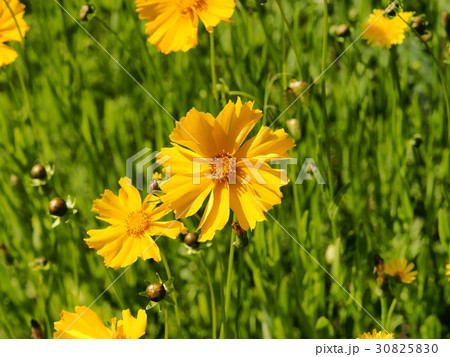 オオキンケイギクの花 特定外来生物の写真素材 3050