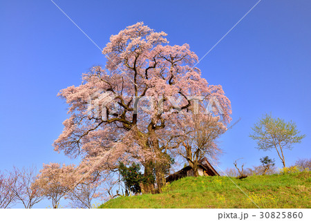 天神夫婦桜 30825860