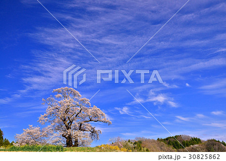 塩ノ崎の大桜 30825862