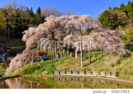 中島の地蔵桜 中島の地蔵桜 30825863