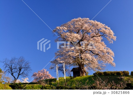 七草木天神桜 30825866