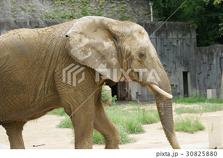 elephant reproductive organs pictures