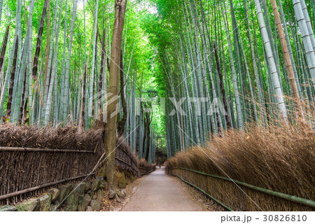 京都　嵯峨野　竹林の道 30826810