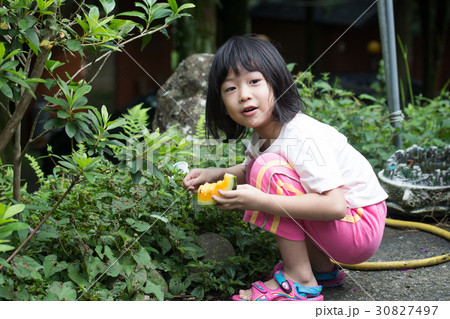 スイカ すいか 西瓜 30827497