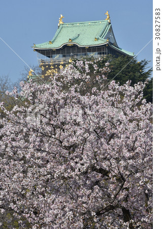 天守閣と桜 30827583