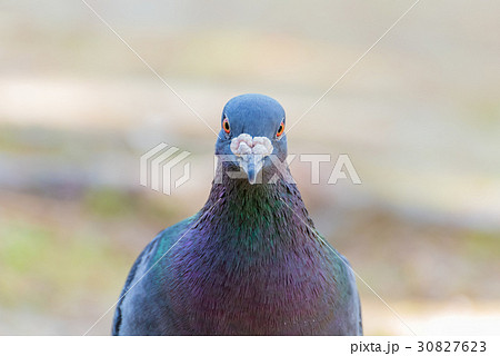 鳩の顔の写真素材